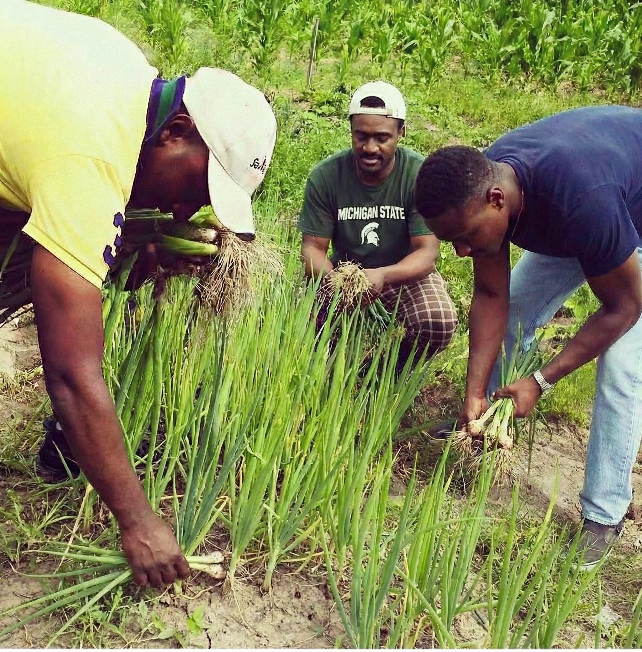 Three members of the SamosaMan family harvesting fresh green onions together in a Vermont field
